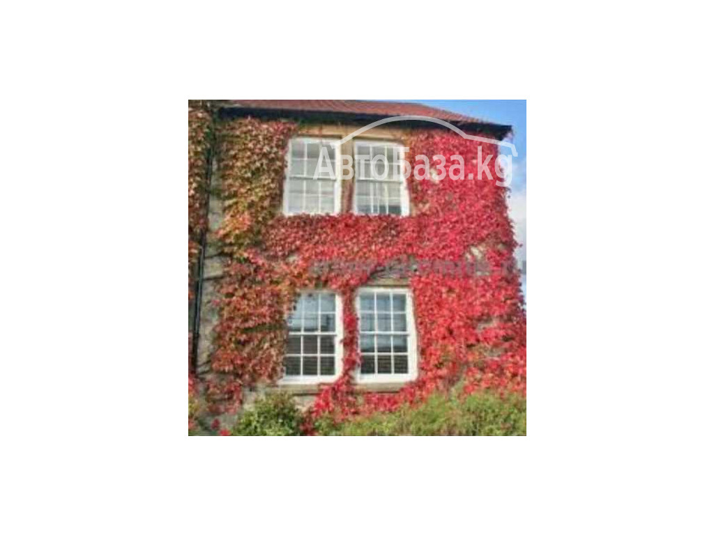 Пионы. Пионы травянистые. Пионы кустарниковые. Пионы древовидные