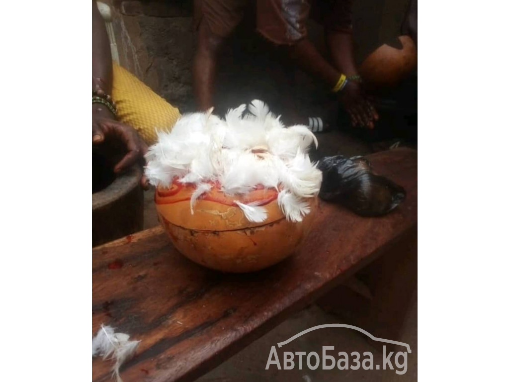 Ассенизатор Airman 2024