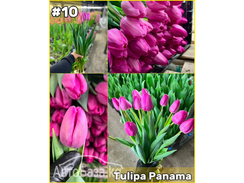 Принимаем заказы на оптовую продажу тюльпана к 8 марта 2025