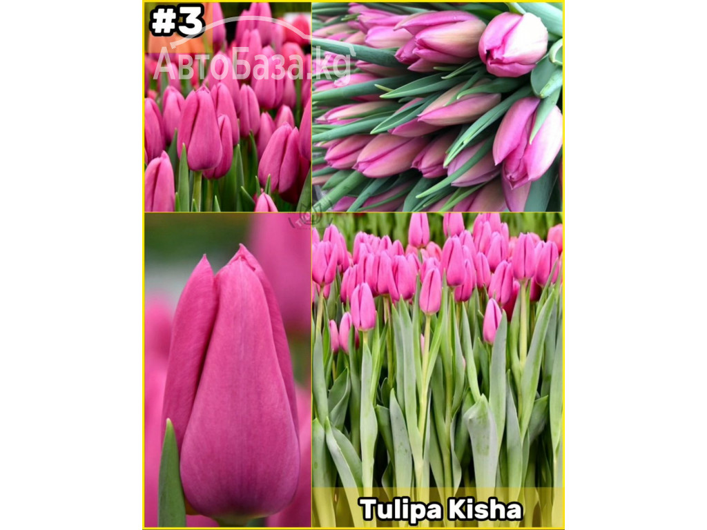 Принимаем заказы на оптовую продажу тюльпана к 8 марта 2025