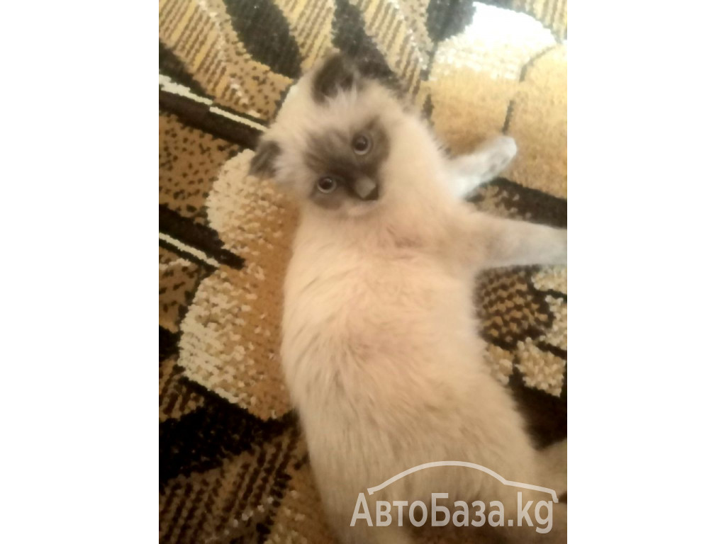 Возьму  маленького котёнка сиамской породы.  