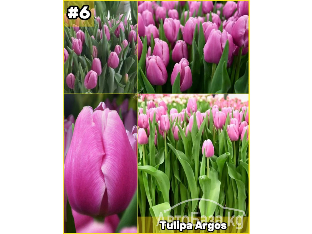 Принимаем заказы на оптовую продажу тюльпана к 8 марта 2025