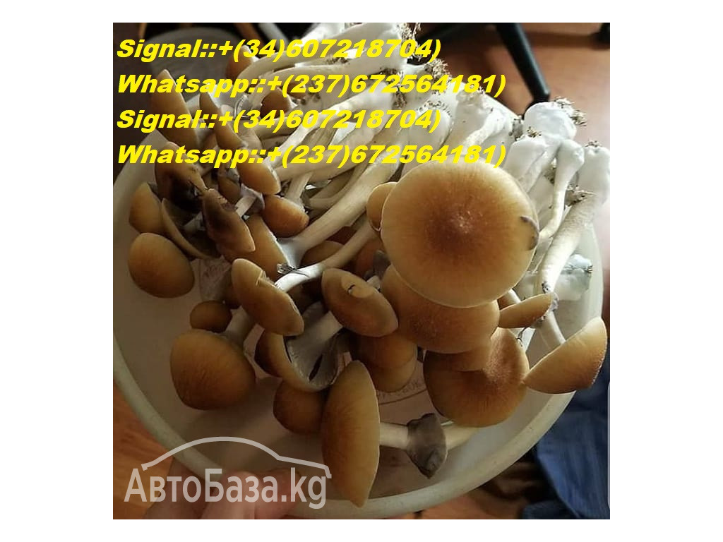 BUY Psylocibin,Penis,envy,Golden teacher,Cubensis SHROOMS