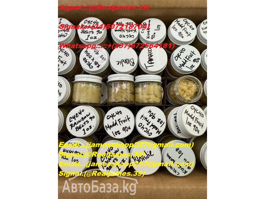 Buy Trippy Treats Magic Mushroom Chocolate Bars Online