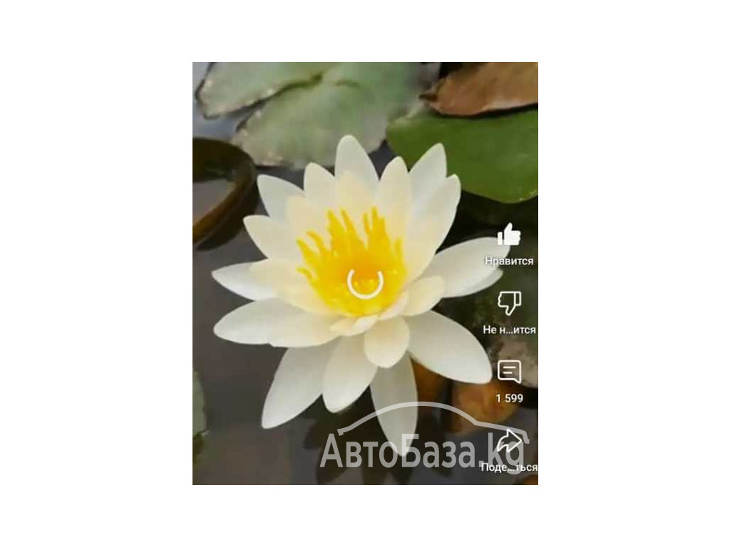 Пионы. Пионы травянистые. Пионы кустарниковые. Пионы древовидные