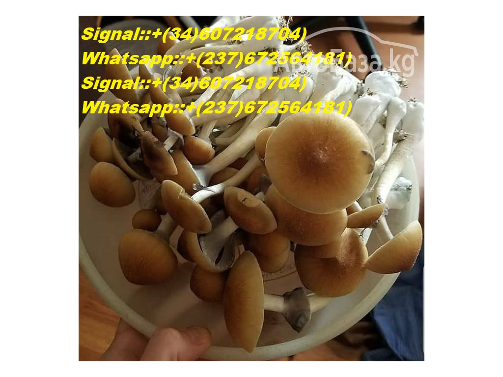 Buy Microbites 3000mg Online Magic Mushroom Gummies Online