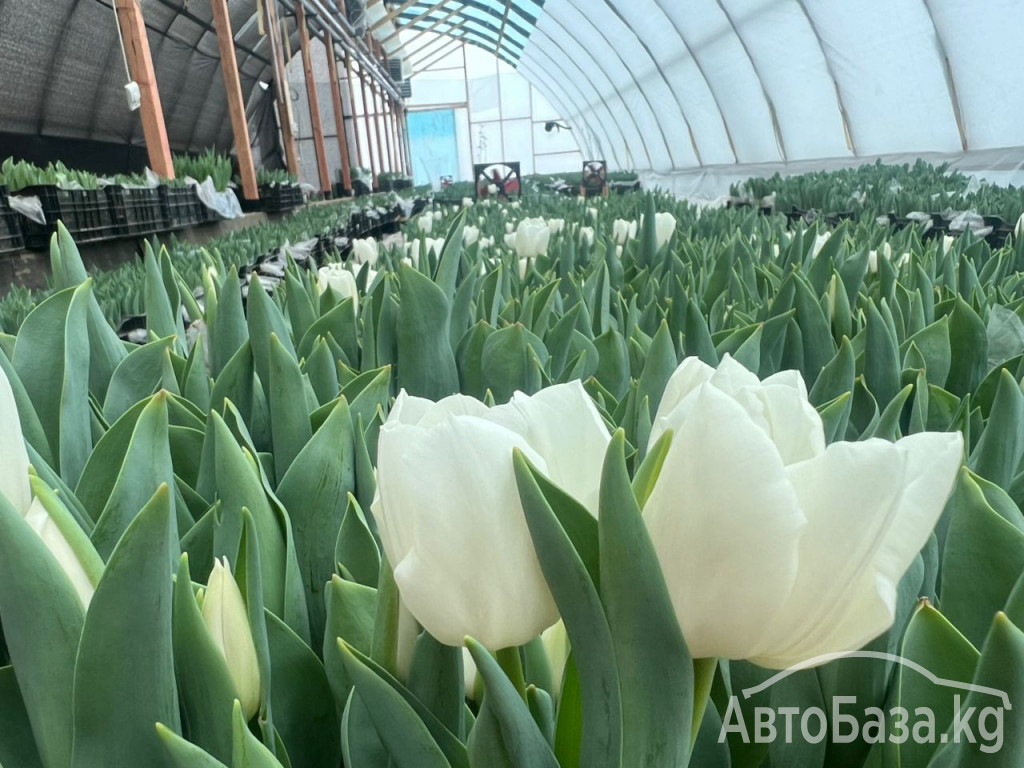 Принимаем заказы на оптовую продажу тюльпана к 8 марта 2025