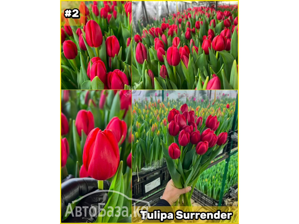 Принимаем заказы на оптовую продажу тюльпана к 8 марта 2025