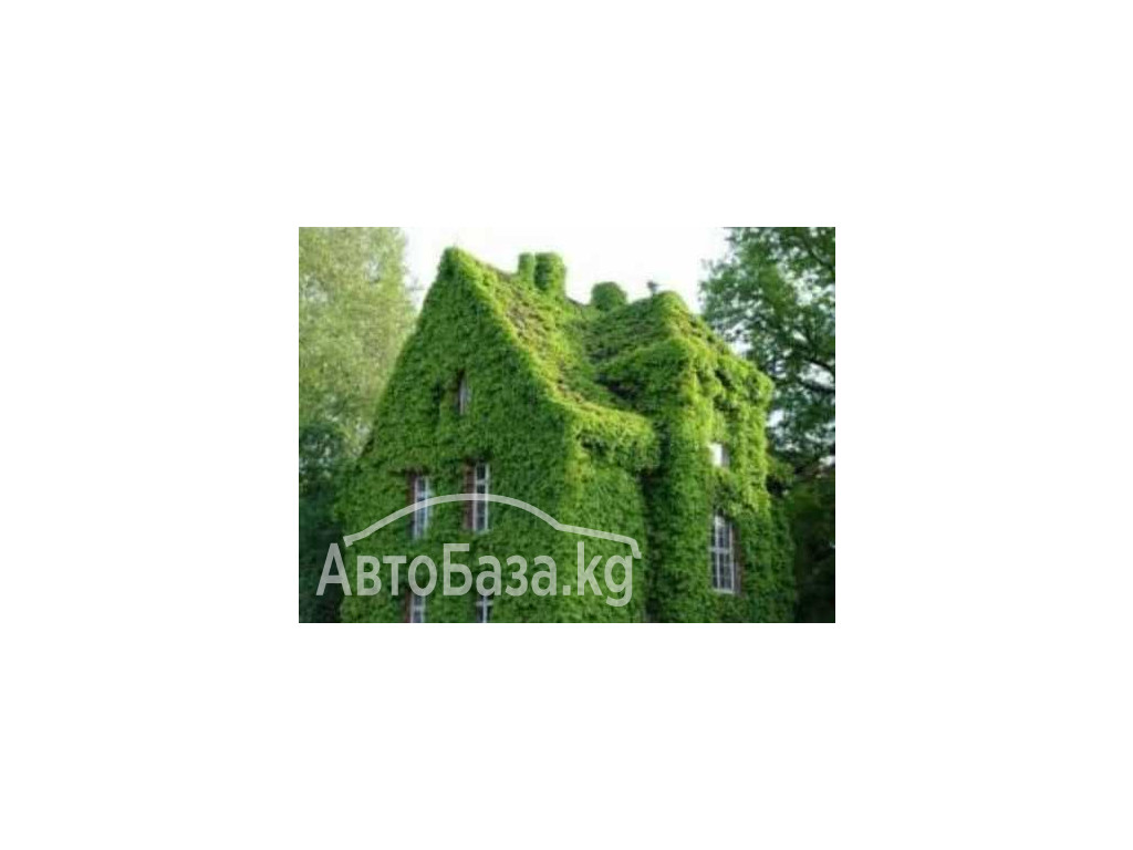 Пионы. Пионы травянистые. Пионы кустарниковые. Пионы древовидные