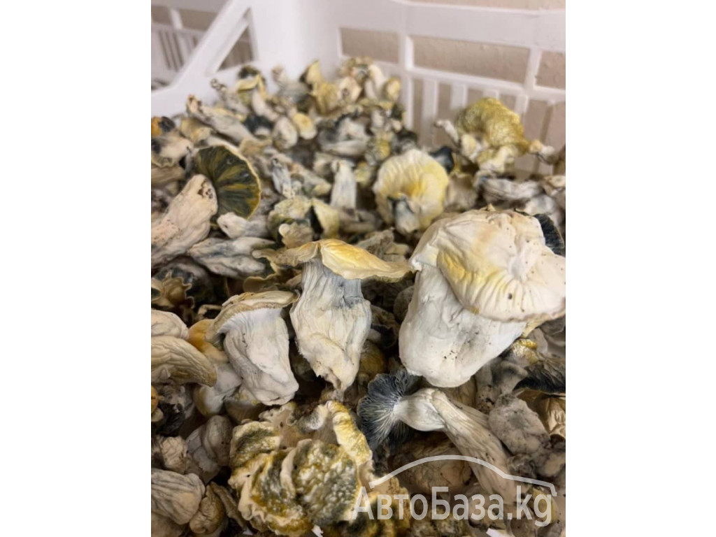 Buy Mushrooms in USA