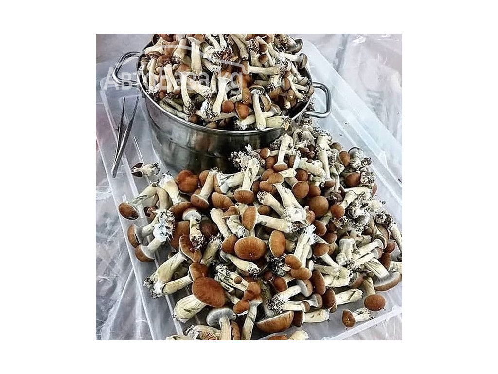 BUY PSILOCYBIN GOLDEN TEACHER MAGIC MUSHROOM SPORE ONLINE 