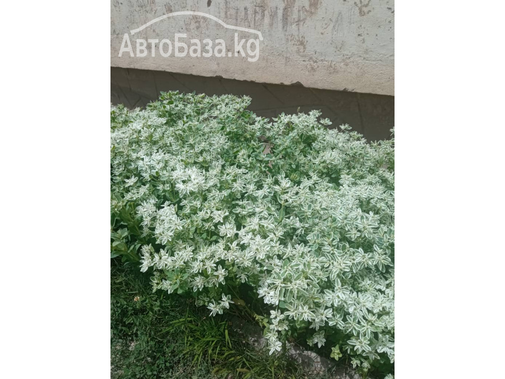 В г.Каракол сдаётся 2 -х комнатная квартира