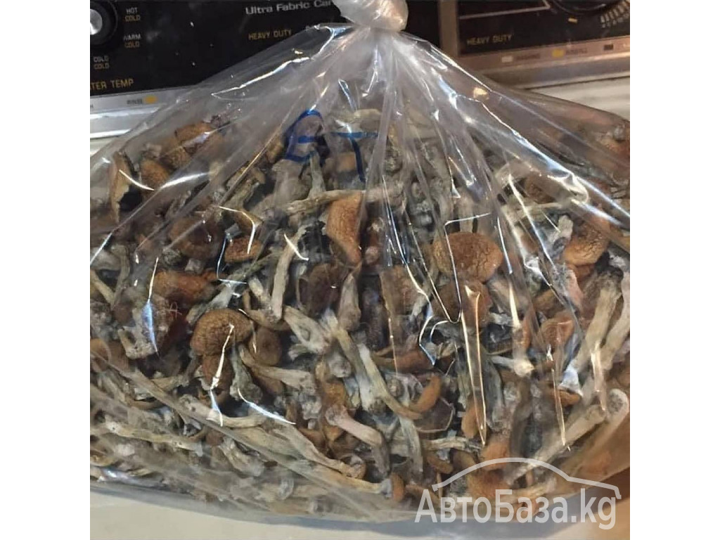 BUY PSILOCYBIN GOLDEN TEACHER MAGIC MUSHROOM SPORE ONLINE 