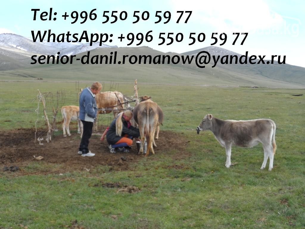 Travel in Kyrgyzstan, tourism, excursions, guide, hiking in mountains