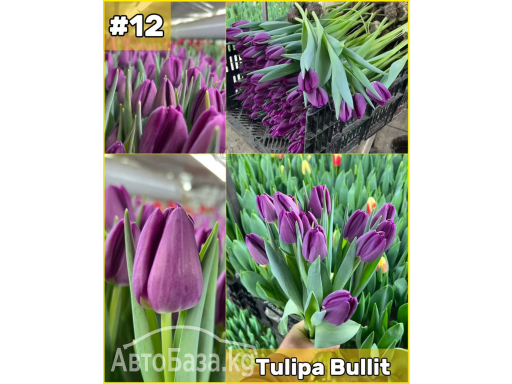 Принимаем заказы на оптовую продажу тюльпана к 8 марта 2025