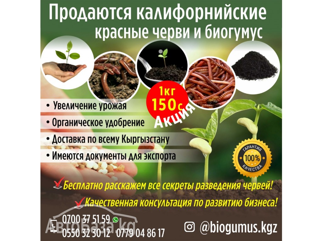 Продаются калифорнийские красные черви и биогумус