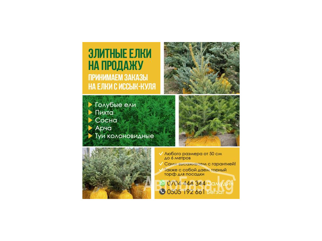 ЭЛИТНЫЕ ЕЛКИ НА ПРОДАЖУ