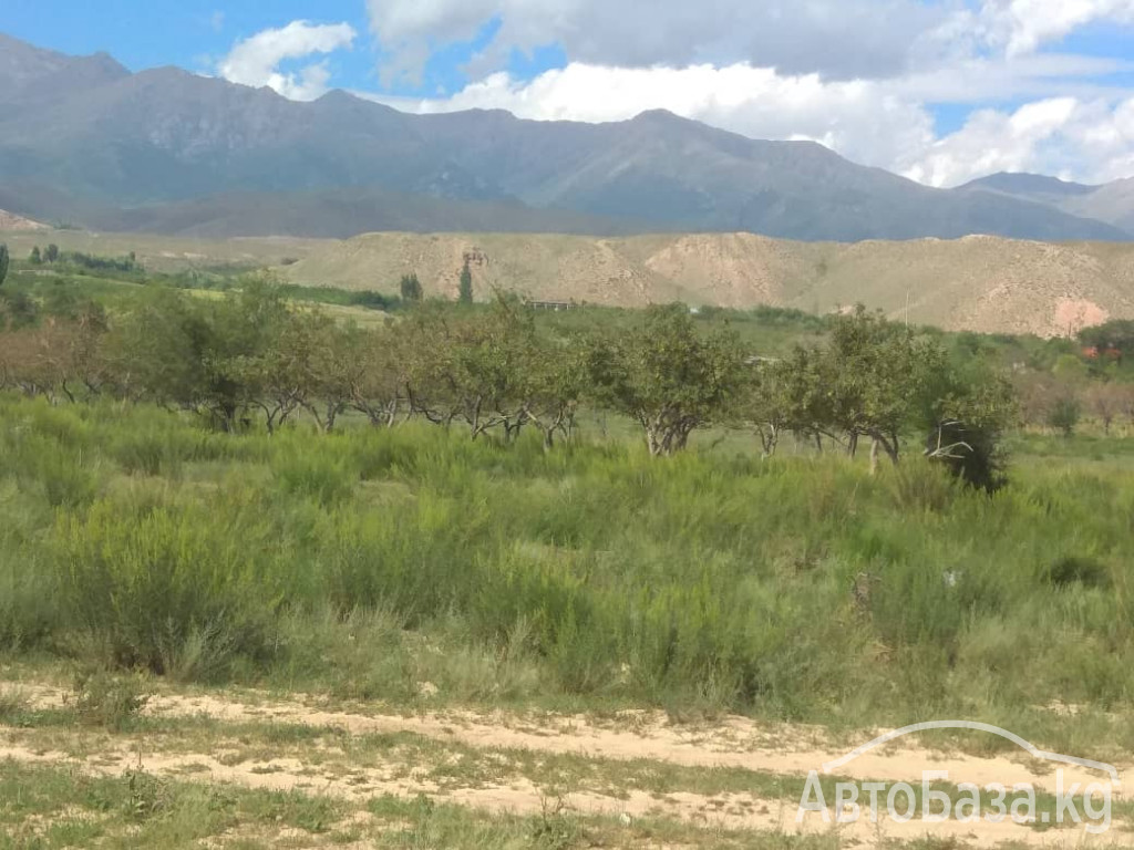 Участок 1.5 Га (150 соток) на северном берегу Иссык-Куля