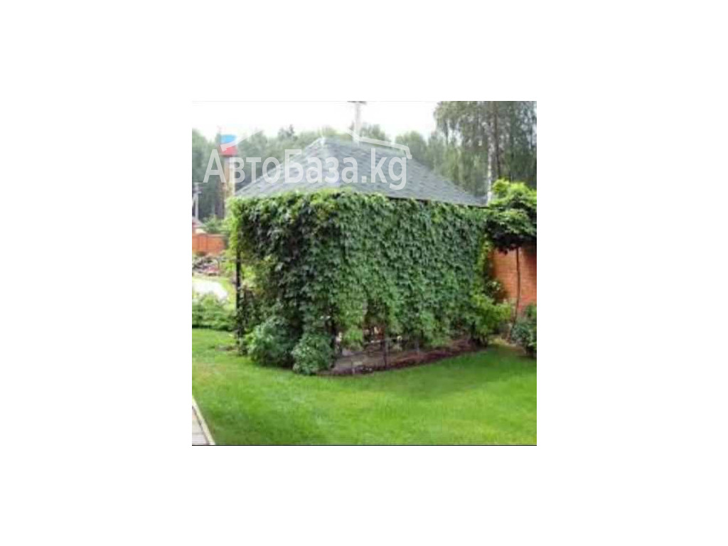 Пионы. Пионы травянистые. Пионы кустарниковые. Пионы древовидные