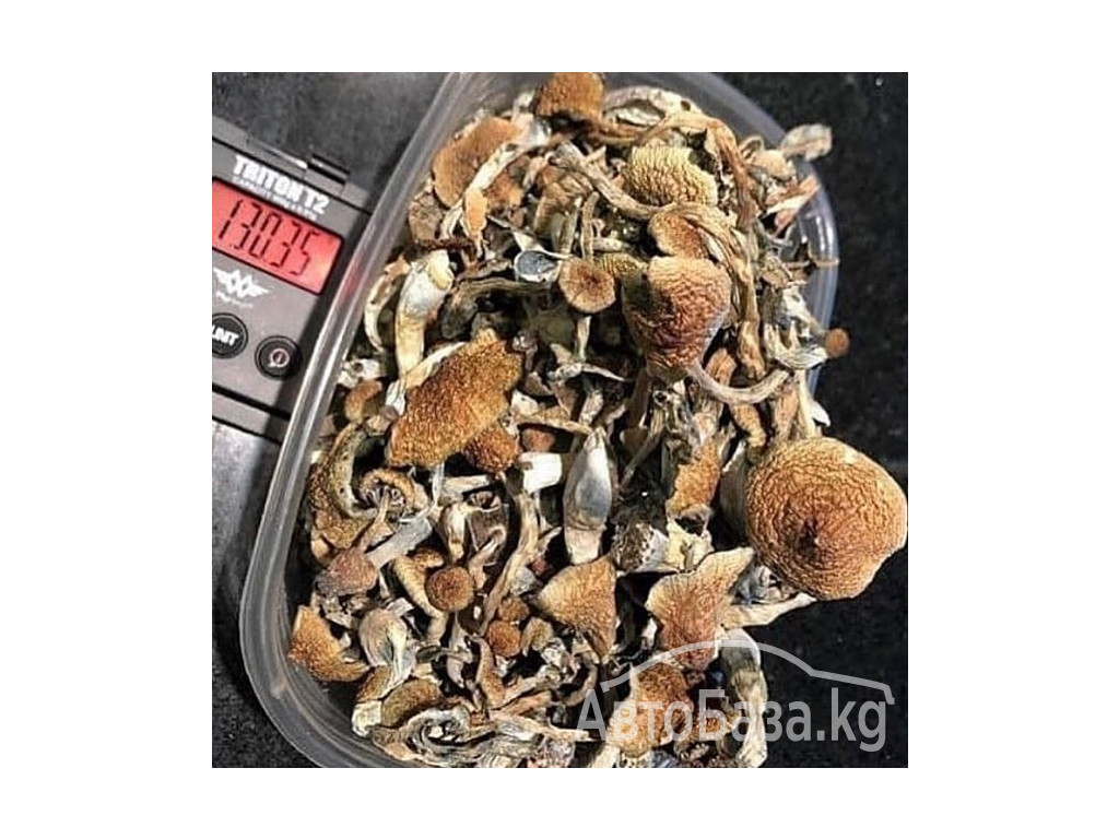 Buy Microbites 3000mg Gummies Online |Mushroom Gummies Online