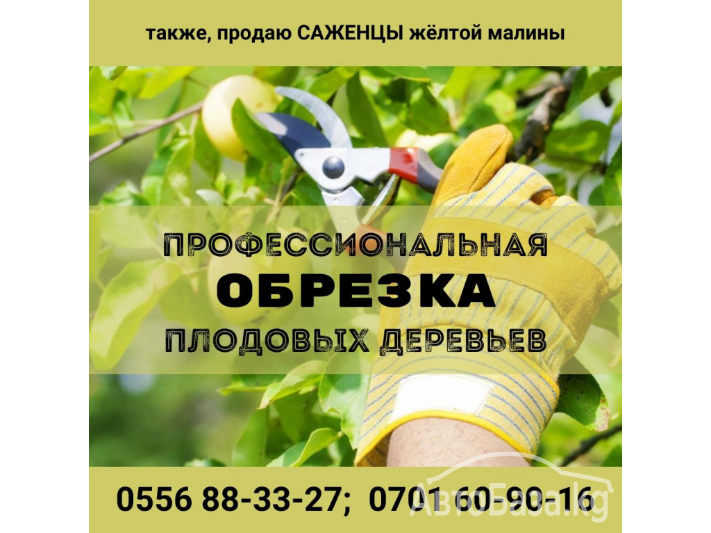 Профессиональная обрезка плодовых деревьев