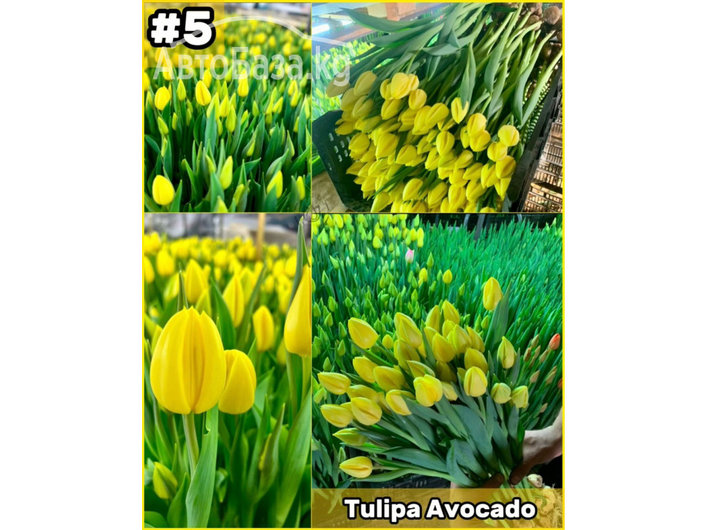 Принимаем заказы на оптовую продажу тюльпана к 8 марта 2025