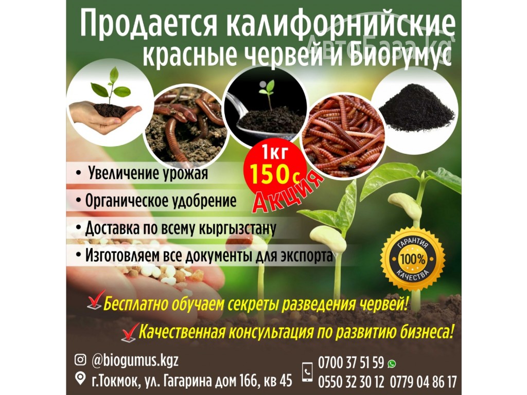 Продается калифорнийские красные червей и Биогумус