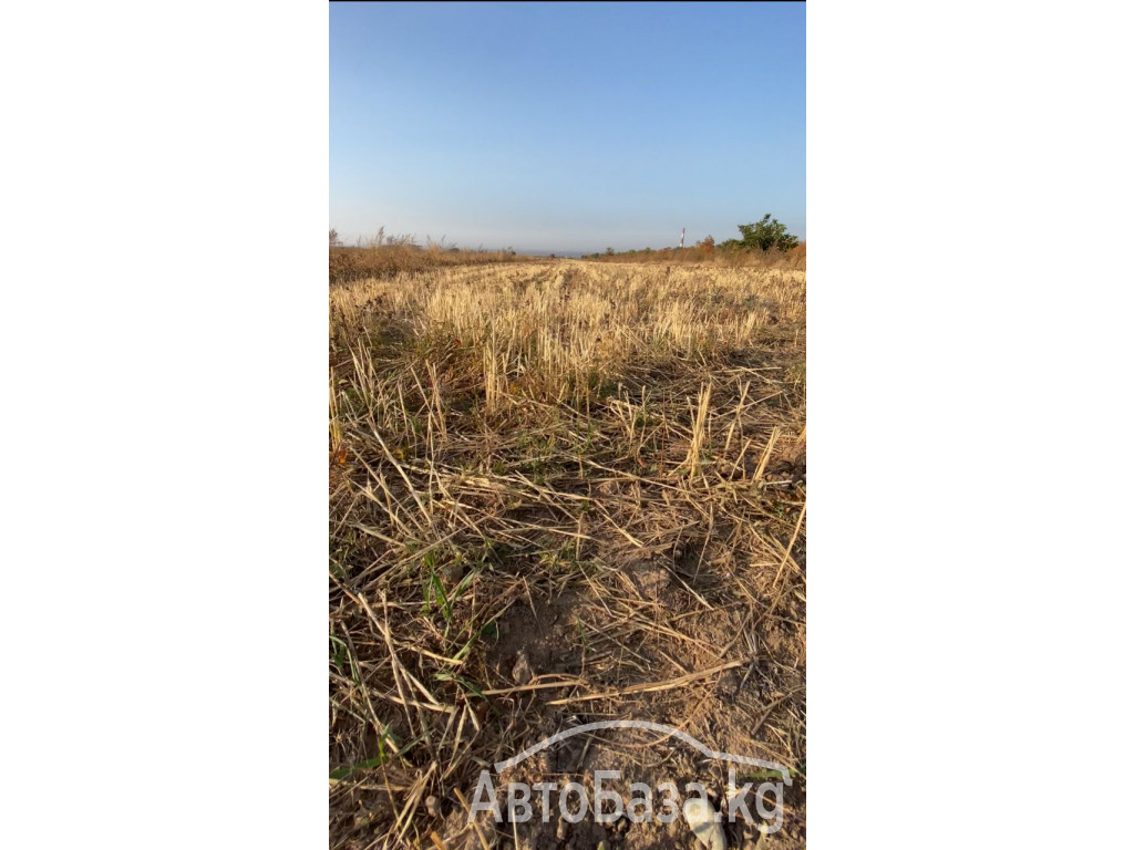 Срочно продается участок для сельско хозяйства. 1 га. Село Джал