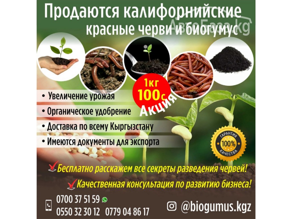 Продаются калифорнийские красные черви и биогумус