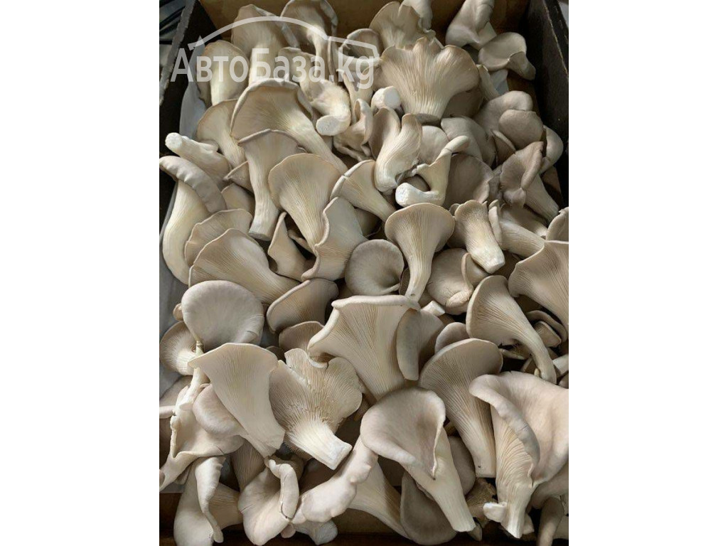 Buy magic mushroom capsules, psilocybin capsules, mushroom pills dru