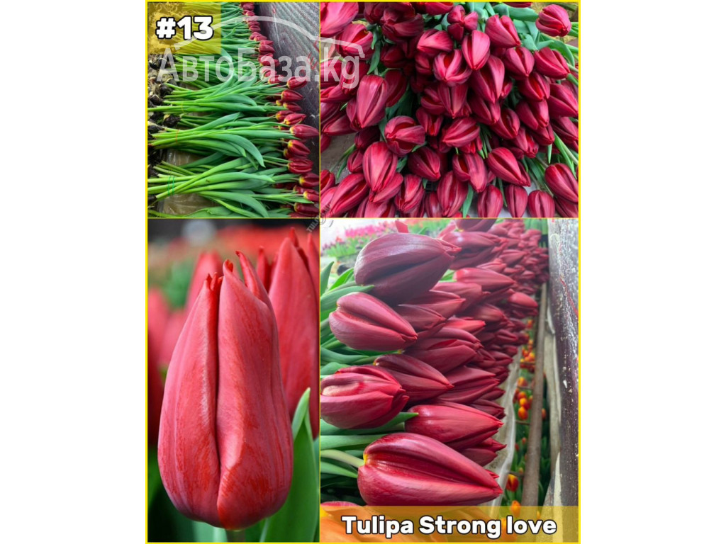 Принимаем заказы на оптовую продажу тюльпана к 8 марта 2025