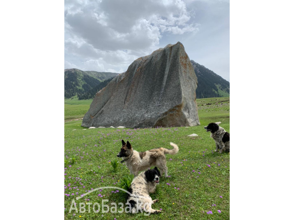 Горный отель "Алаколь - Жыргалан". Кумысолечение в джайлоо .