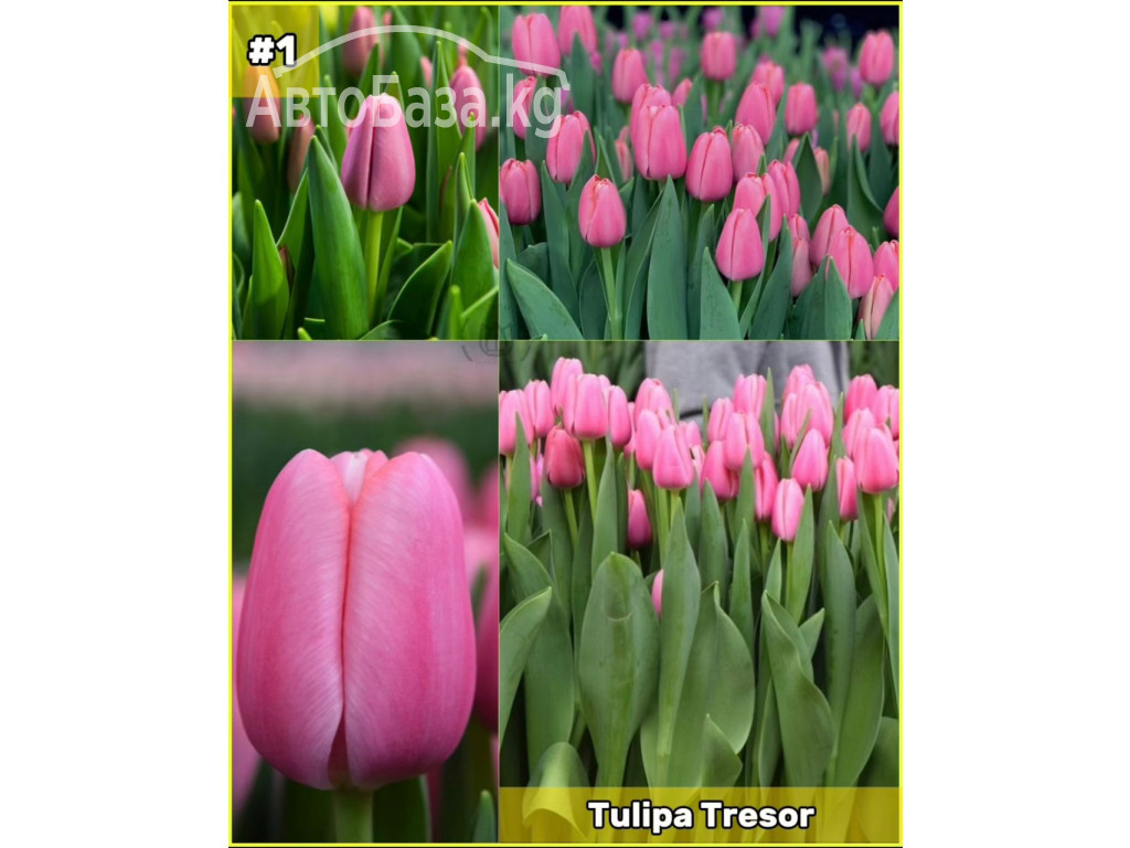 Принимаем заказы на оптовую продажу тюльпана к 8 марта 2025