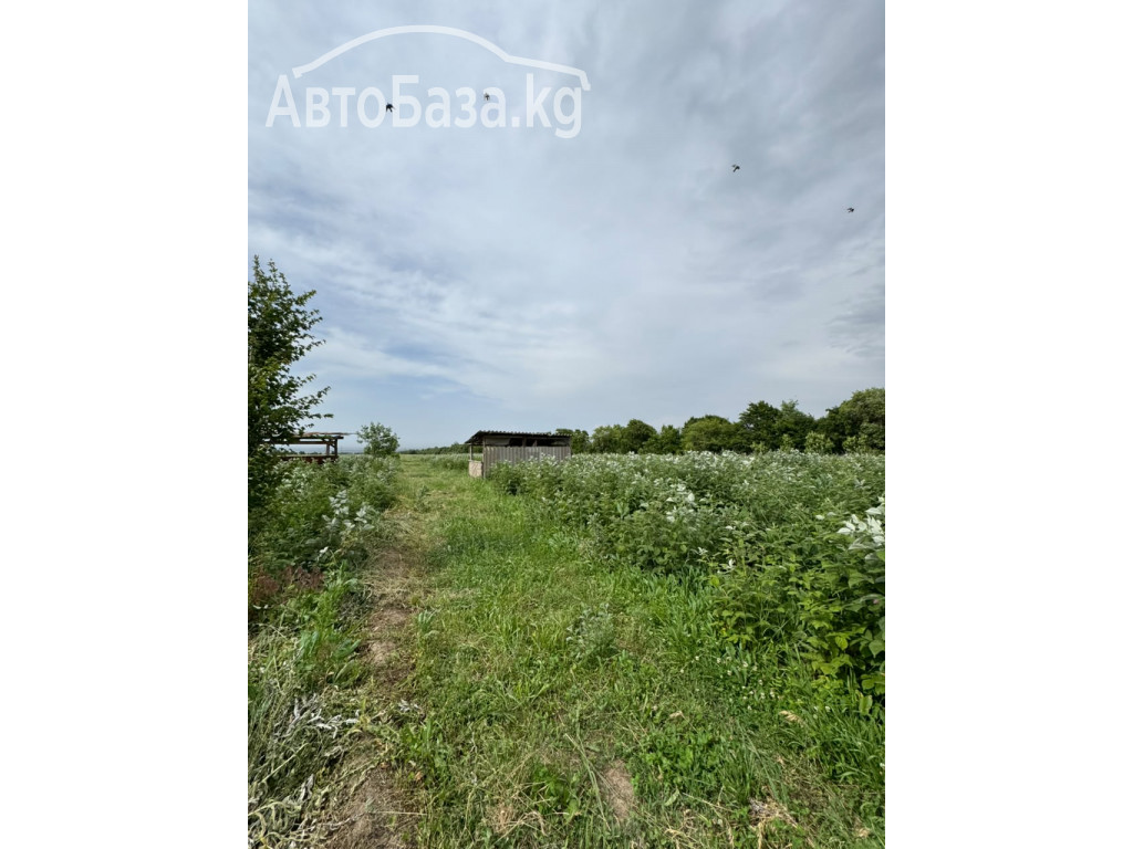 Срочно продается участок для сельско хозяйства. 1.55 га. Село Джал
