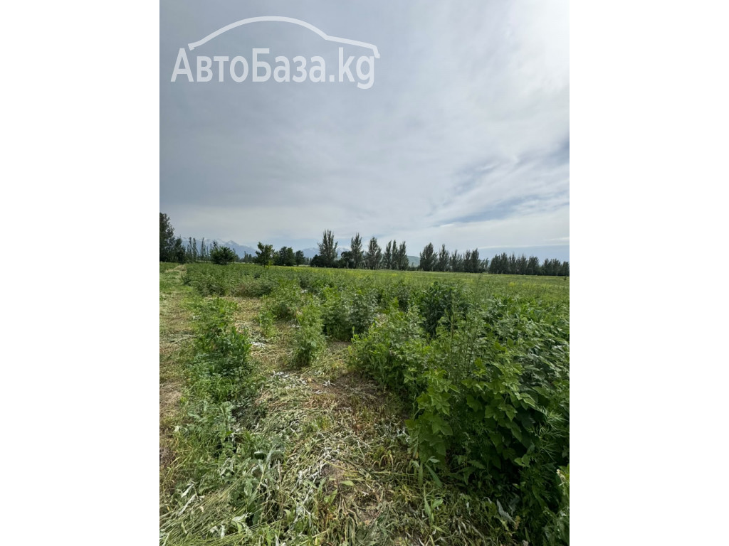 Срочно продается участок для сельско хозяйства. 1.55 га. Село Джал